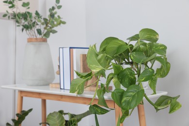 Beautiful houseplant and books on wooden table near light wall