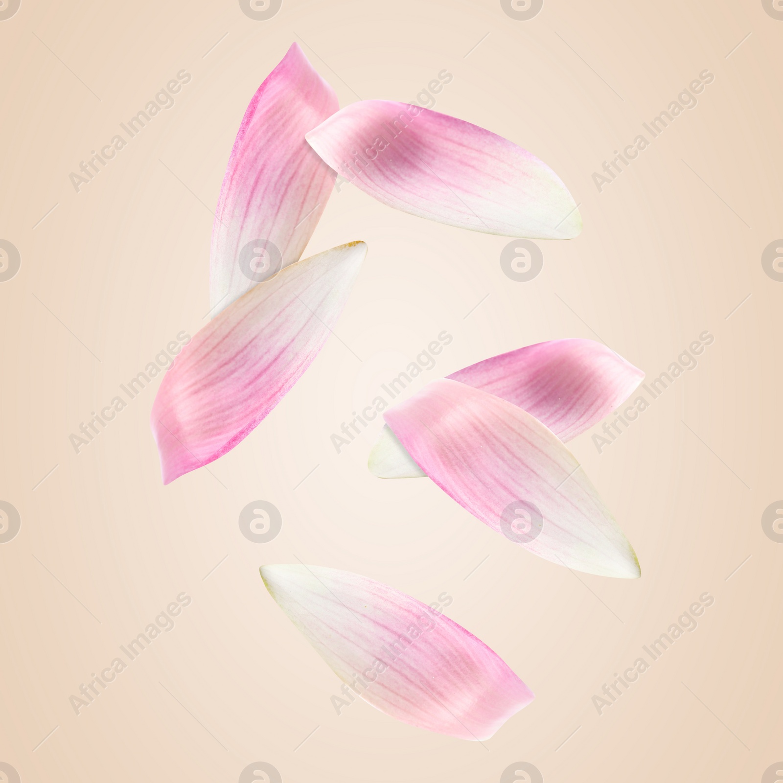 Image of Pink lotus flower petals falling on beige background