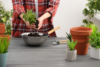 Photo of Transplanting. Woman with houseplant, gardening tools and empty flower pots at gray wooden table indoors, closeup