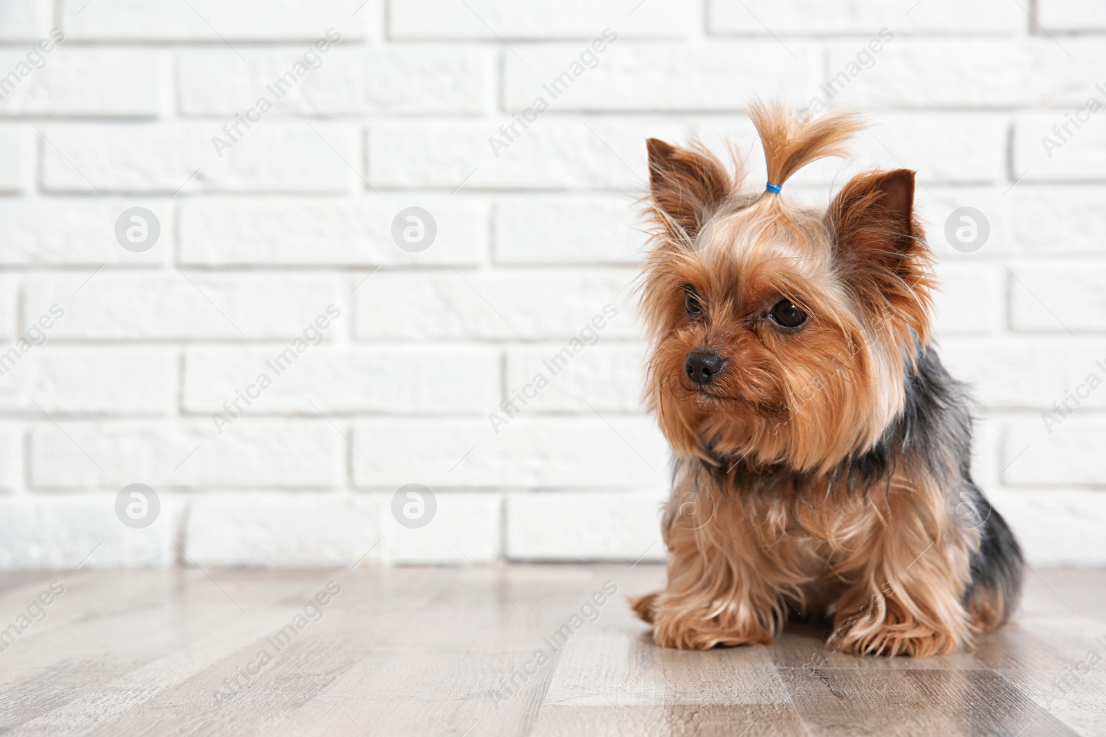 Photo of Yorkshire terrier on floor against brick wall, space for text. Happy dog