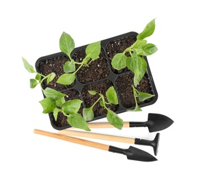 Vegetable seedlings and garden tools isolated on white, top view