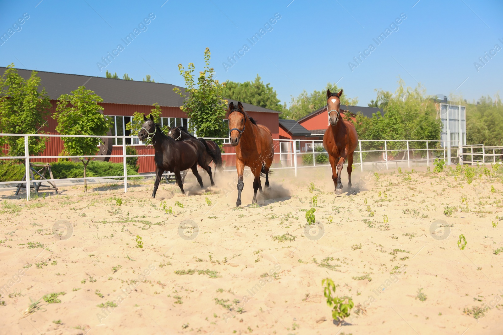 Photo of Bay horses in paddock on sunny day. Beautiful pets