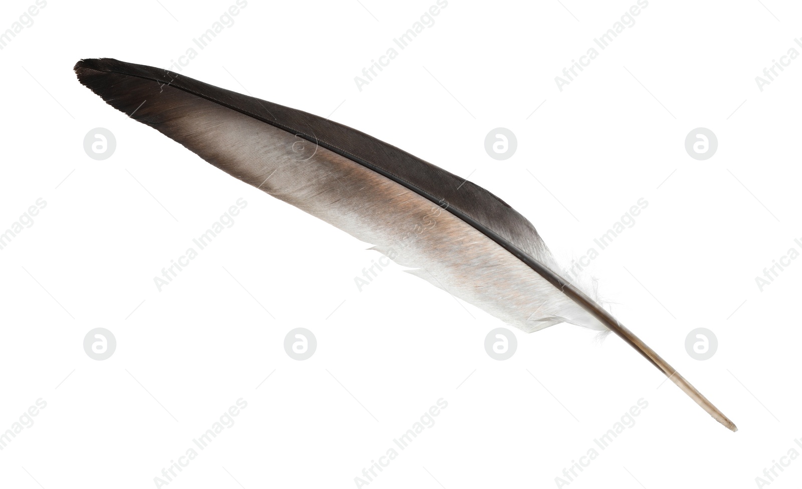 Photo of Beautiful grey bird feather isolated on white