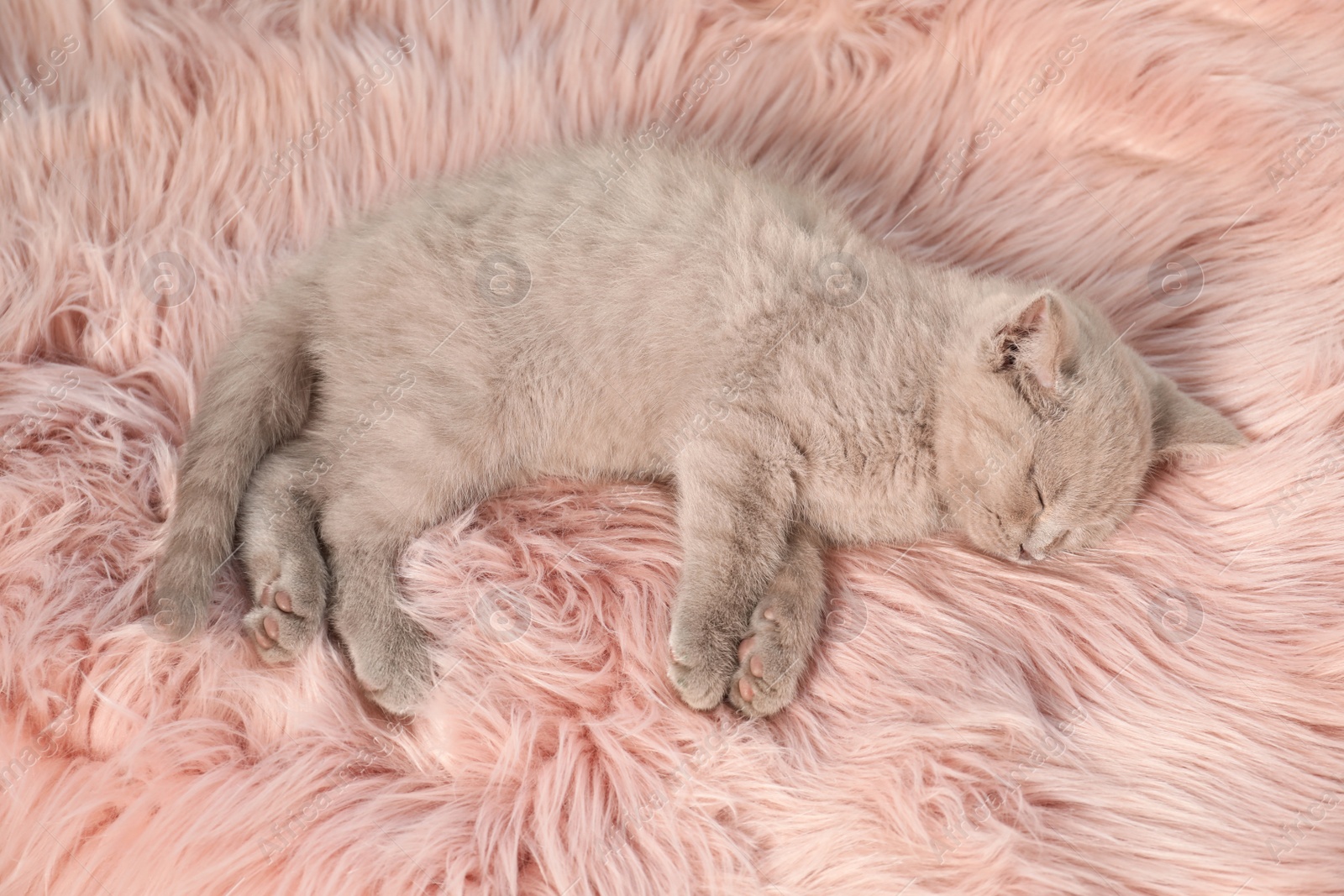 Photo of Scottish straight baby cat sleeping on furry blanket, above view