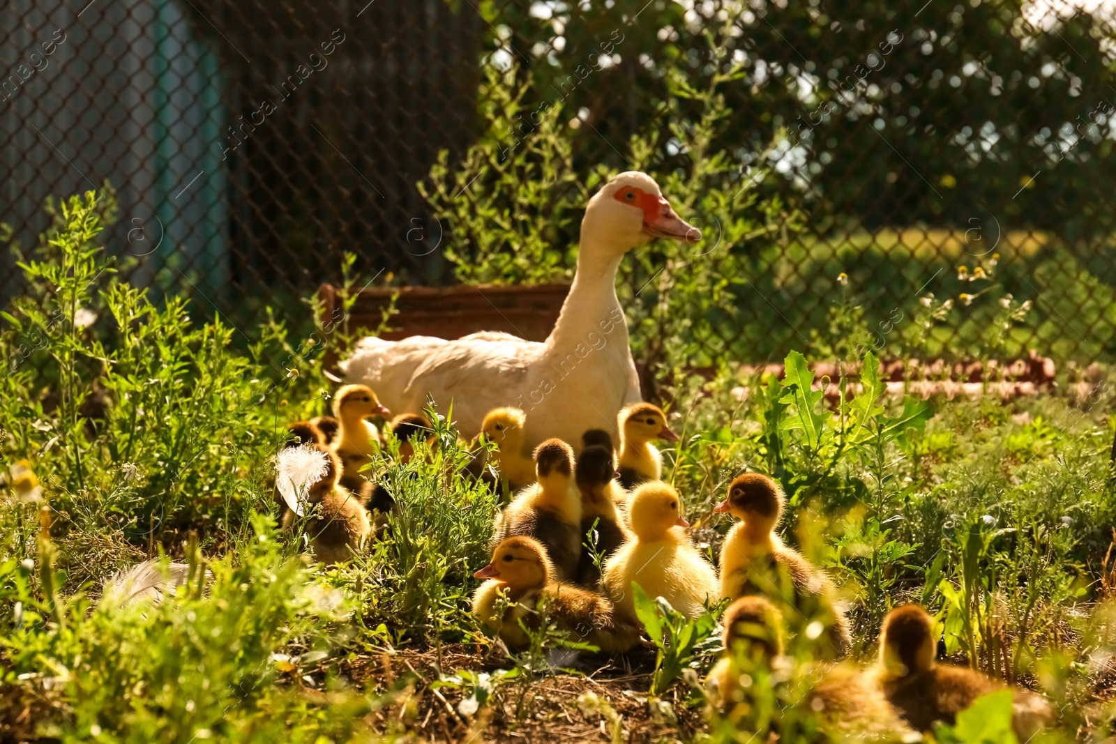 Photo of Cute fluffy ducklings with mother in farmyard