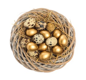 Photo of Nest with golden and ordinary quail eggs on white background, top view