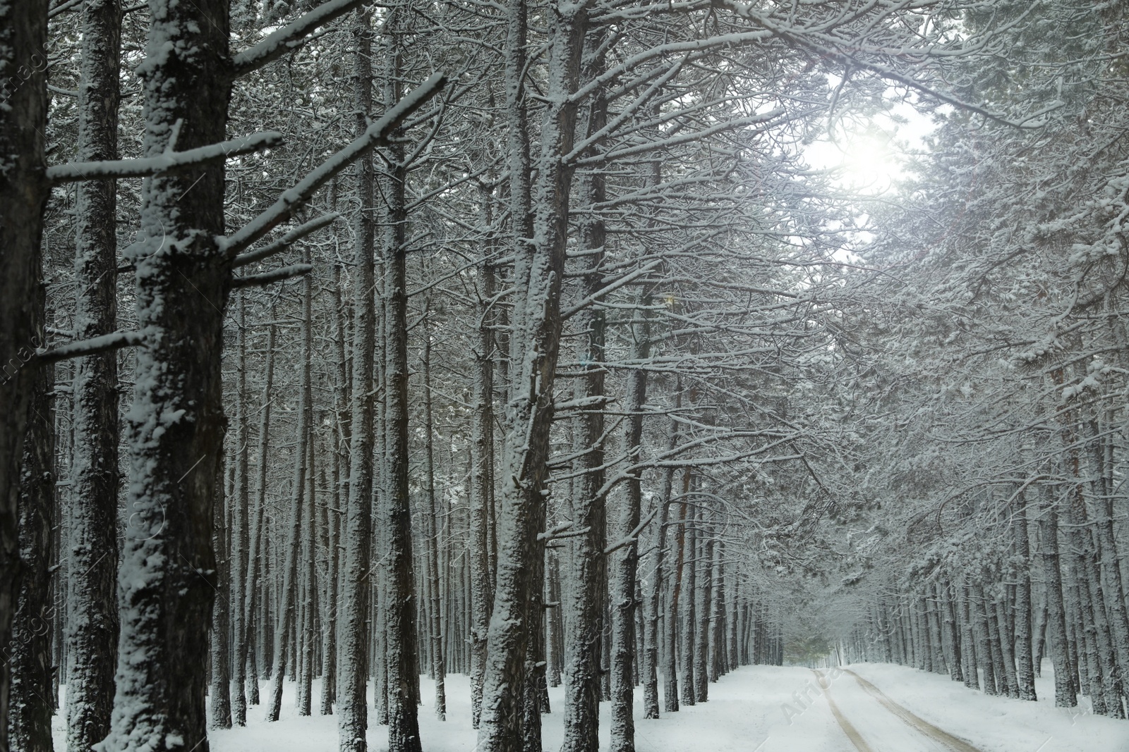 Photo of Beautiful view of snowy forest on winter day