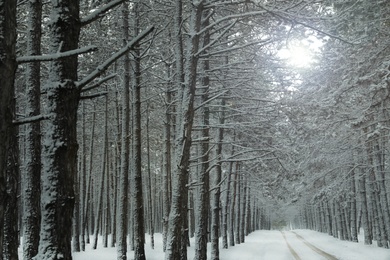 Photo of Beautiful view of snowy forest on winter day