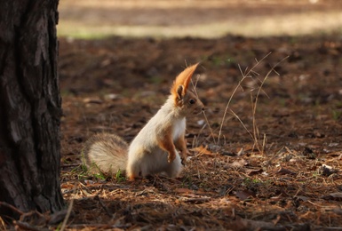 Photo of Cute red squirrel near tree in forest