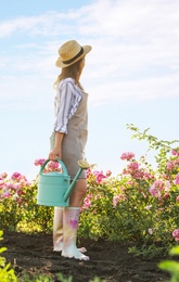 Woman with watering can near rose bushes outdoors. Gardening tool