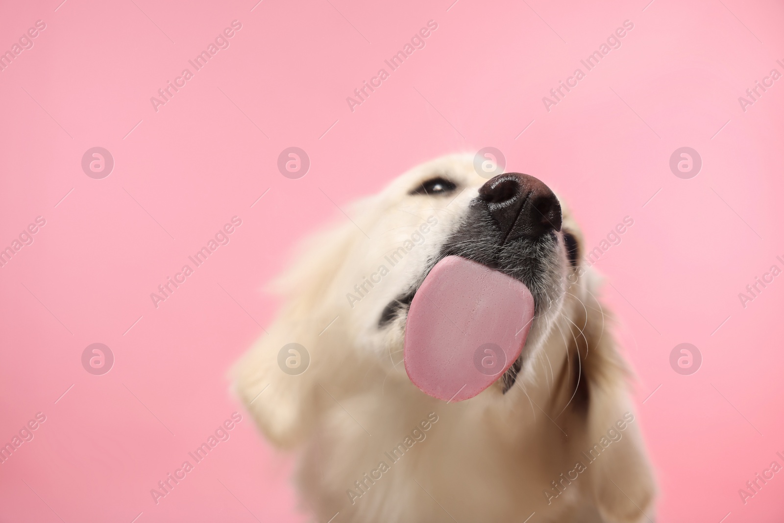 Photo of Cute Labrador Retriever showing tongue on pink background