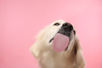 Cute Labrador Retriever showing tongue on pink background