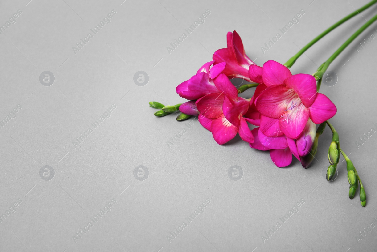 Photo of Beautiful freesia flowers on grey background