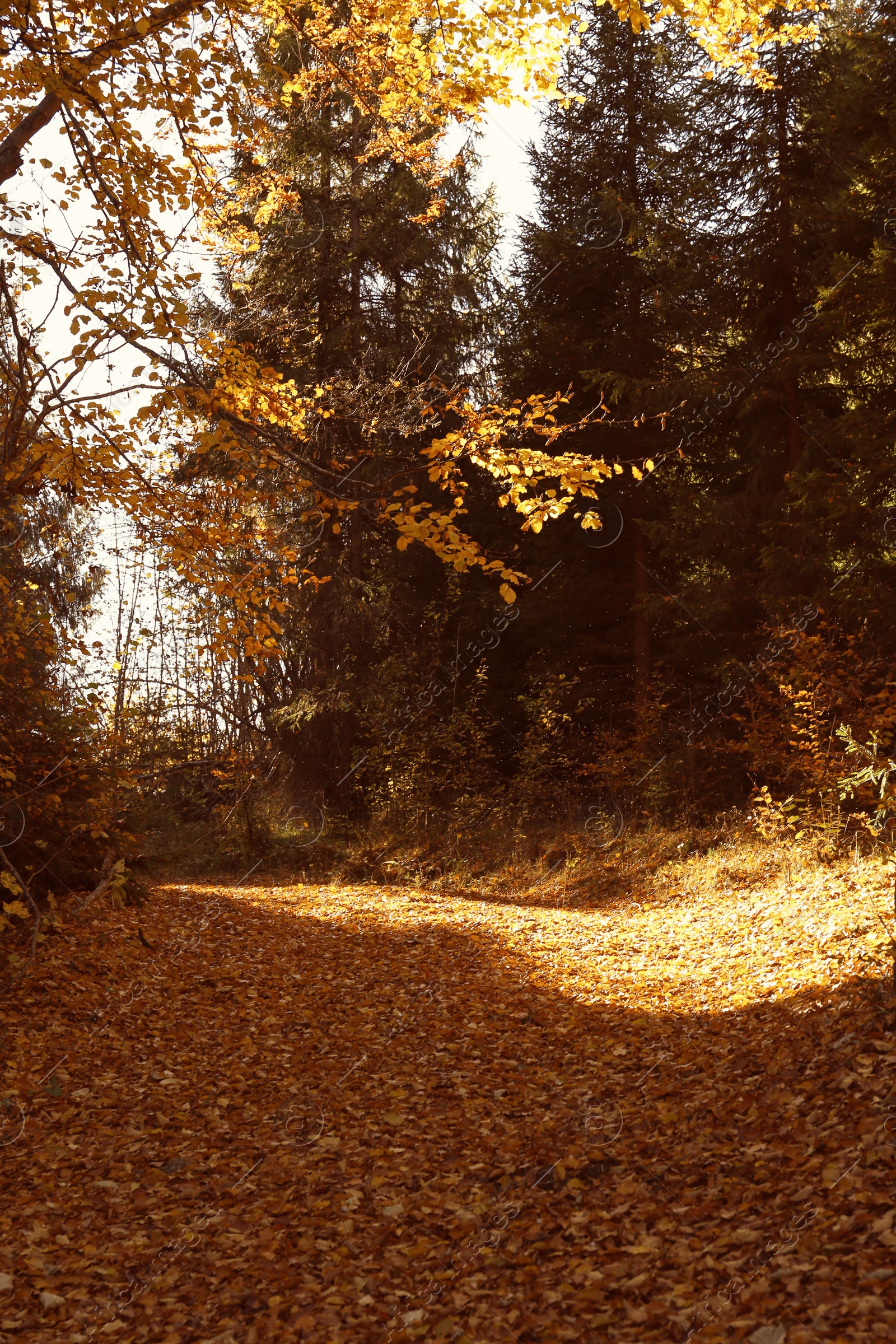 Photo of Picturesque landscape with autumn forest on sunny day