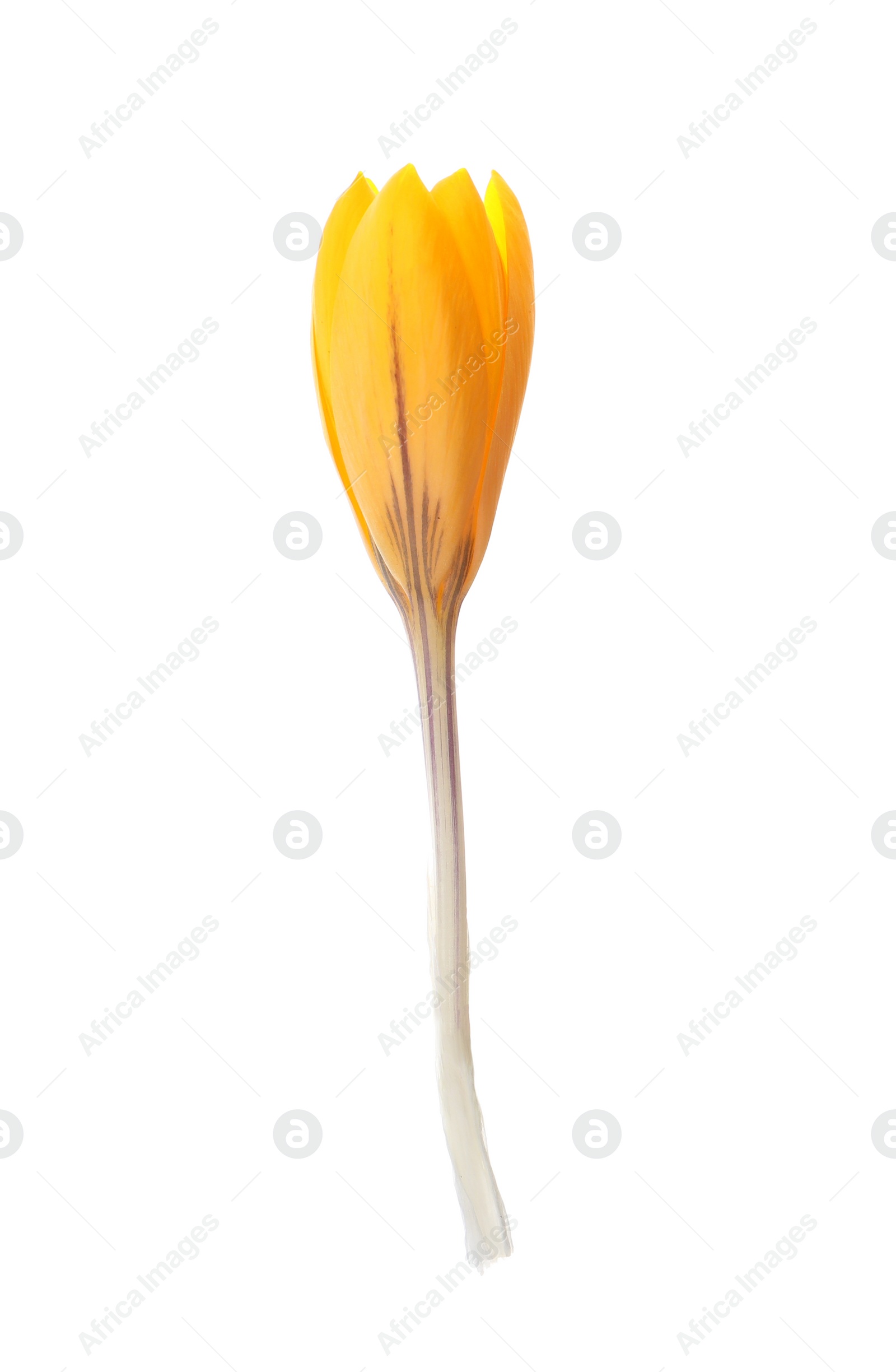 Photo of Beautiful yellow crocus flower isolated on white