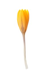 Photo of Beautiful yellow crocus flower isolated on white