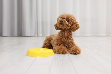 Photo of Cute Maltipoo dog near feeding bowl indoors. Lovely pet