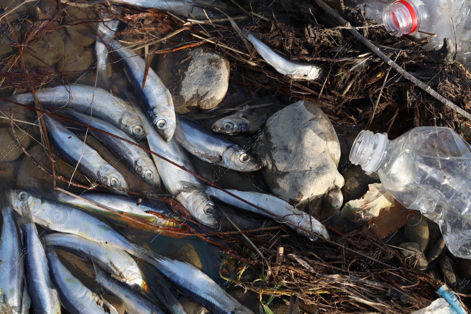 Photo of Dead fishes and trash near river, flat lay. Environmental pollution concept