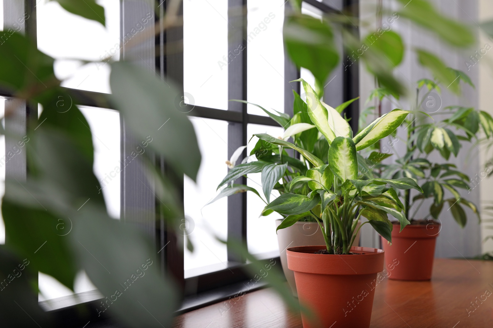 Photo of Different green potted plants on window sill at home