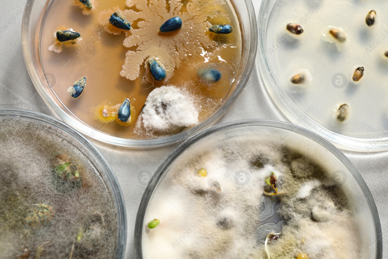 Photo of Germination and energy analysis of seeds on table, flat lay. Laboratory research