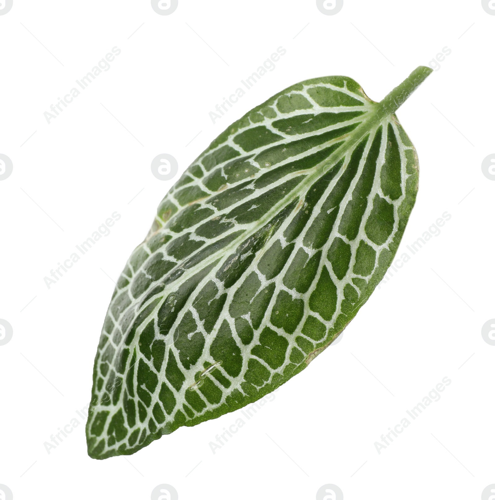 Photo of Leaf of tropical fittonia plant on white background