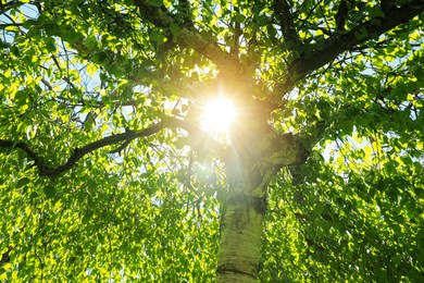Photo of Beautiful tree with green leaves outdoors on sunny day