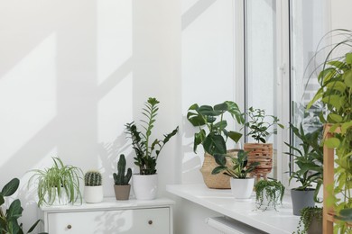 Photo of Many beautiful potted houseplants growing near window indoors