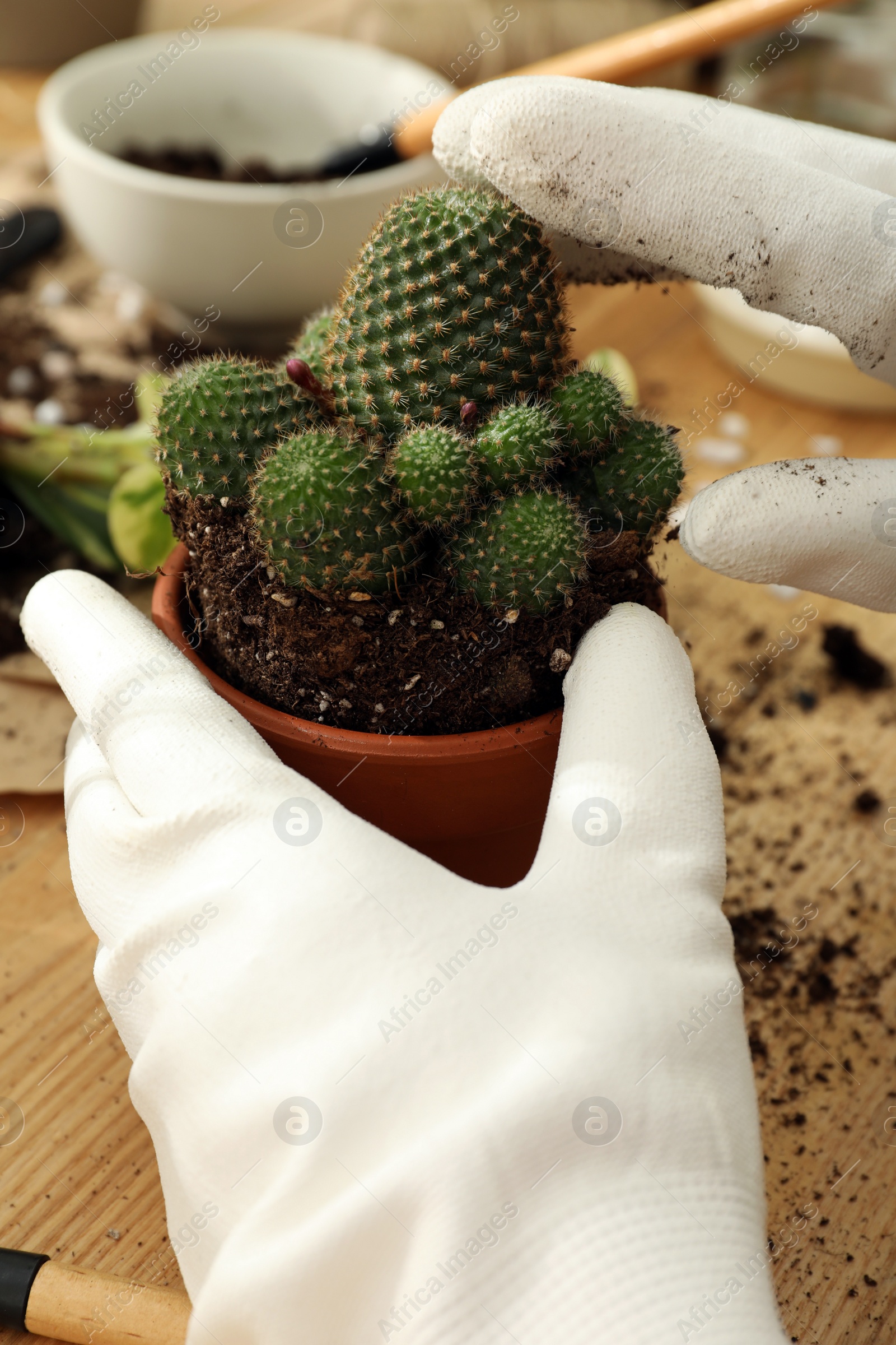 Photo of Woman transplanting houseplants at wooden table, closeup