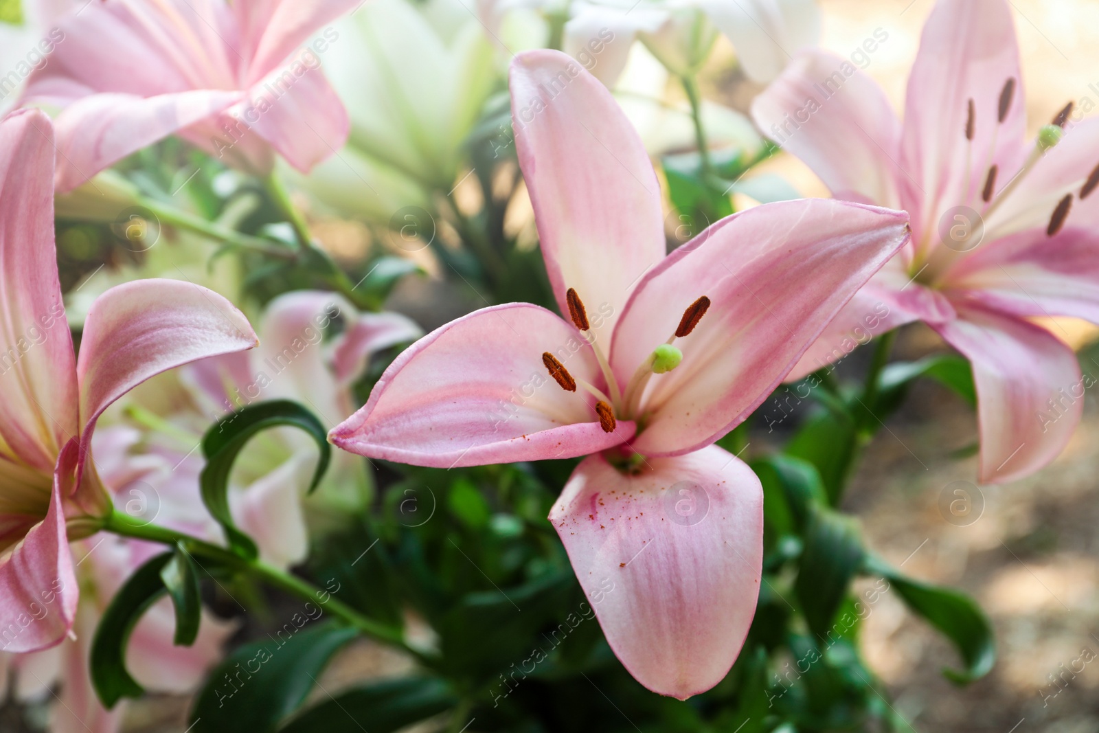 Photo of Beautiful blooming lily flowers in garden, closeup