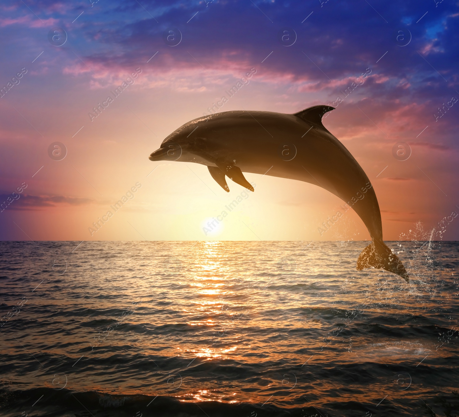 Image of Beautiful bottlenose dolphin jumping out of sea at sunset 