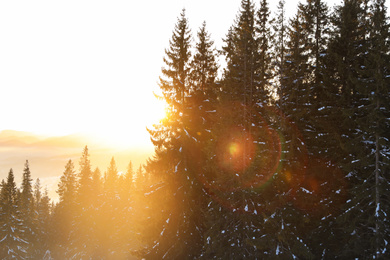 Beautiful mountain landscape with sunlit forest in winter