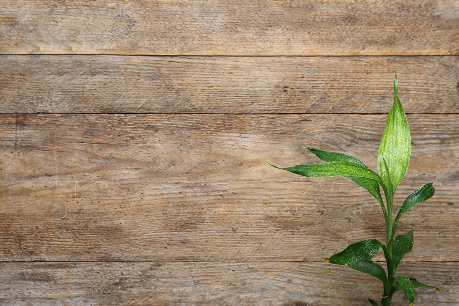 Photo of Green bamboo stem on wooden background, top view. Space for text