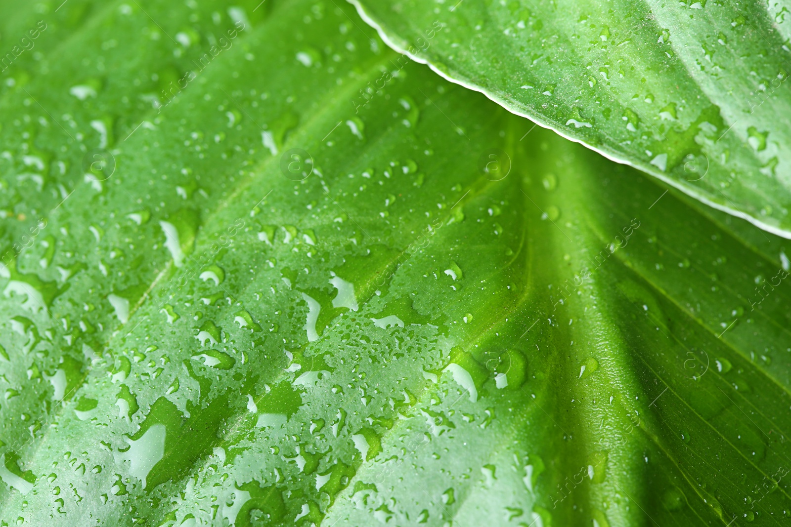 Photo of View of water drops on green leaves, closeup