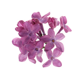 Photo of Beautiful purple lilac blossom isolated on white