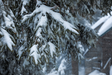 Fir branches covered with snow near modern cottage, closeup