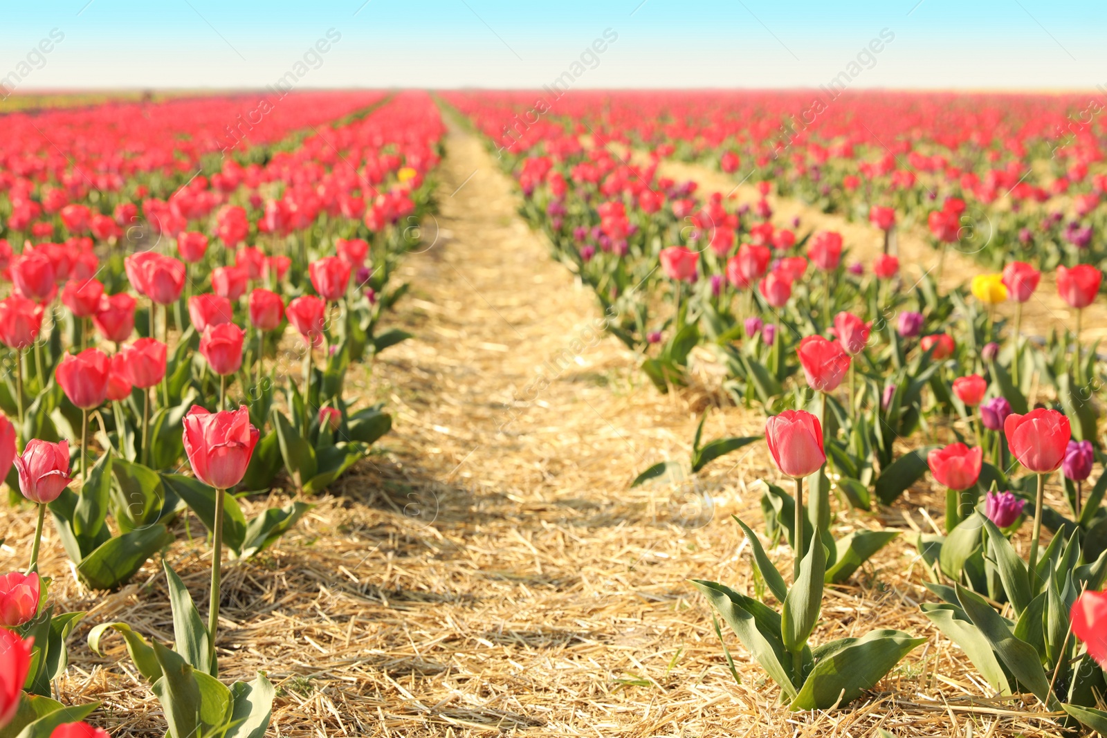 Photo of Field with fresh beautiful tulips. Blooming spring flowers