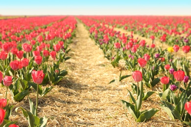 Field with fresh beautiful tulips. Blooming spring flowers