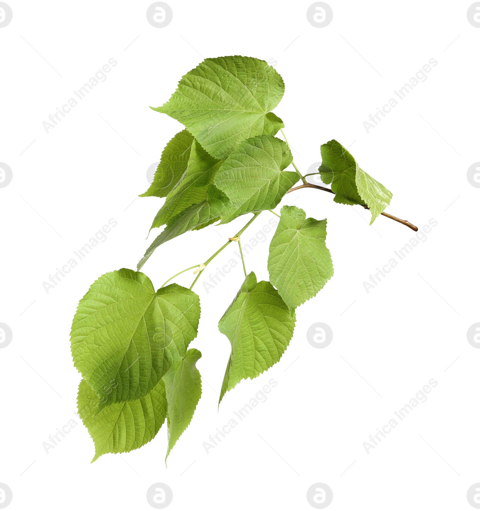 Photo of Branch of linden tree with young fresh green leaves isolated on white. Spring season