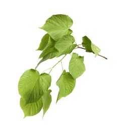 Photo of Branch of linden tree with young fresh green leaves isolated on white. Spring season