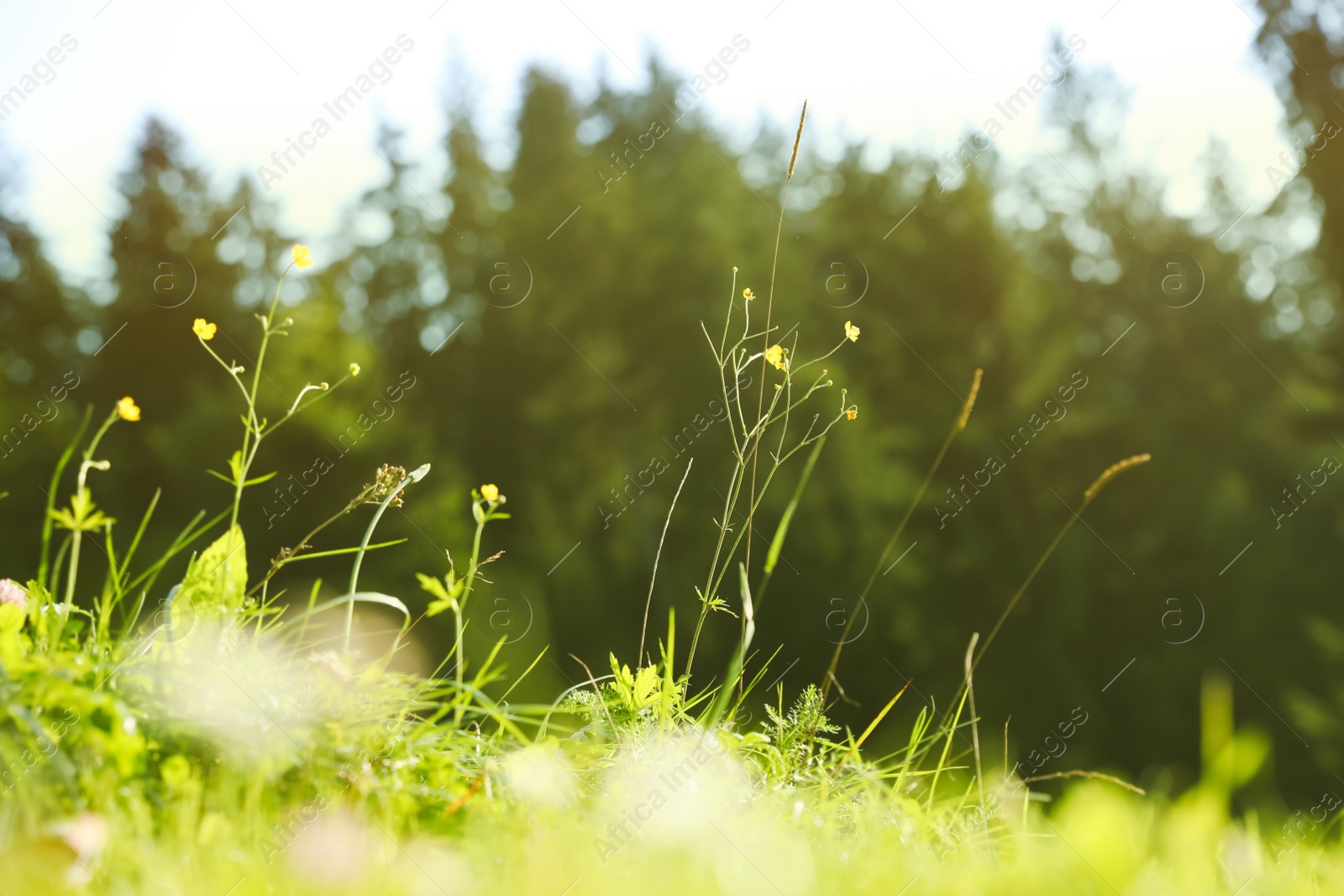 Photo of Beautiful flowers growing on green meadow in summer