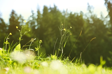 Beautiful flowers growing on green meadow in summer