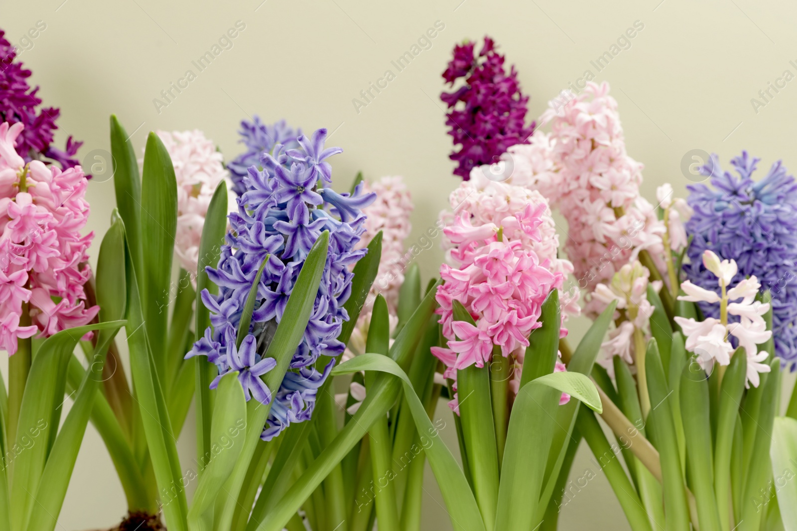 Photo of Beautiful spring hyacinth flowers on color background, closeup