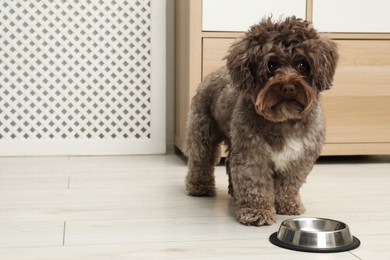 Photo of Cute Maltipoo dog and his bowl at home, space for text. Lovely pet