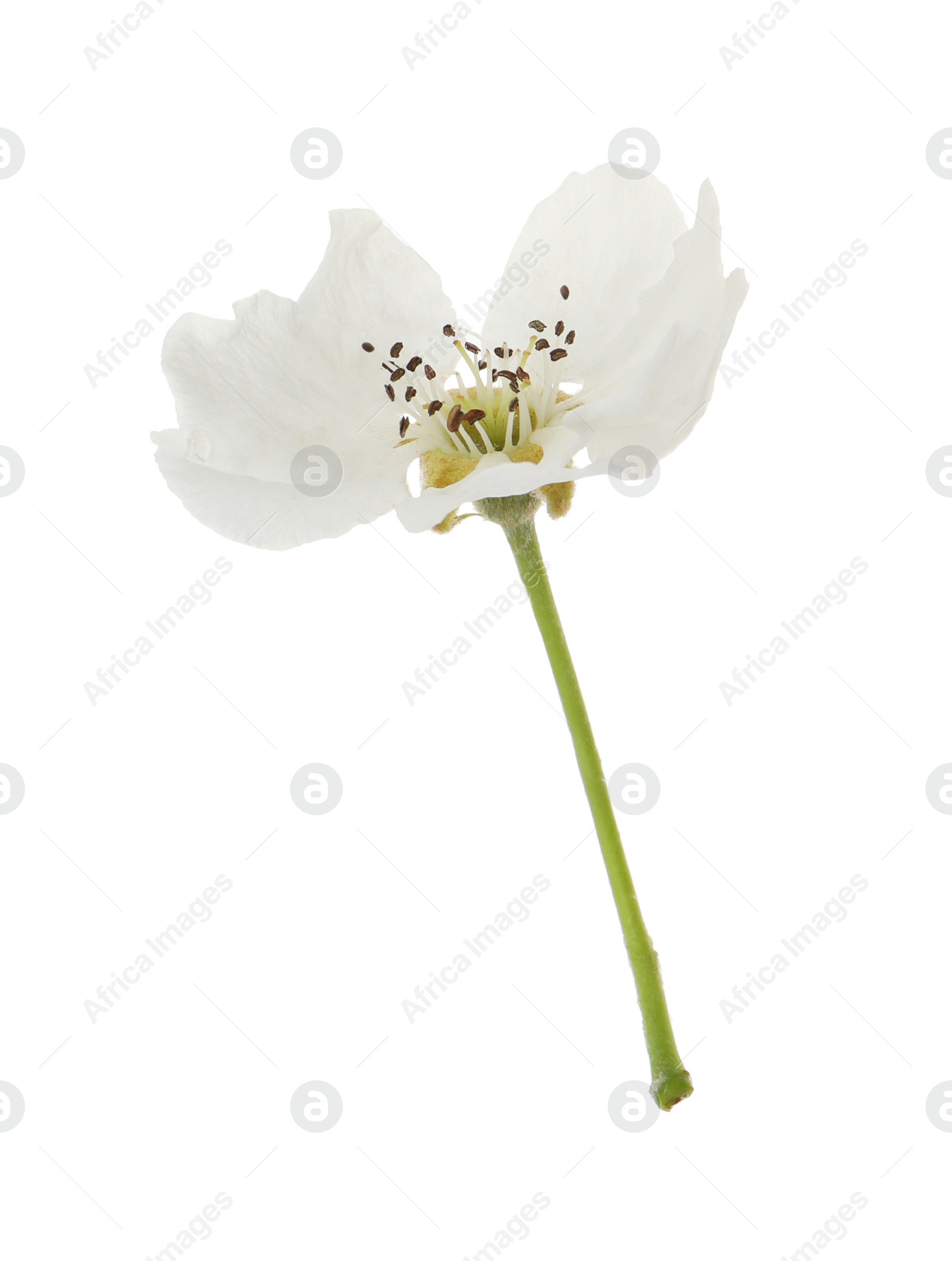 Photo of Beautiful flower of blossoming pear tree on white background