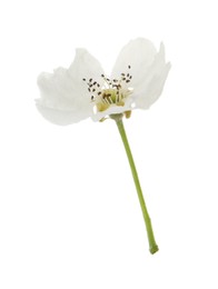 Photo of Beautiful flower of blossoming pear tree on white background