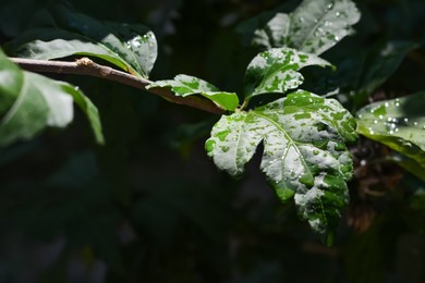 Closeup view of green leaves with water drops outdoors