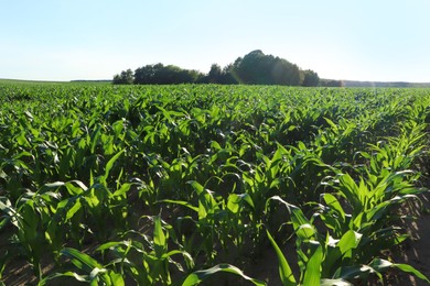 Beautiful agricultural field with green corn plants on sunny day