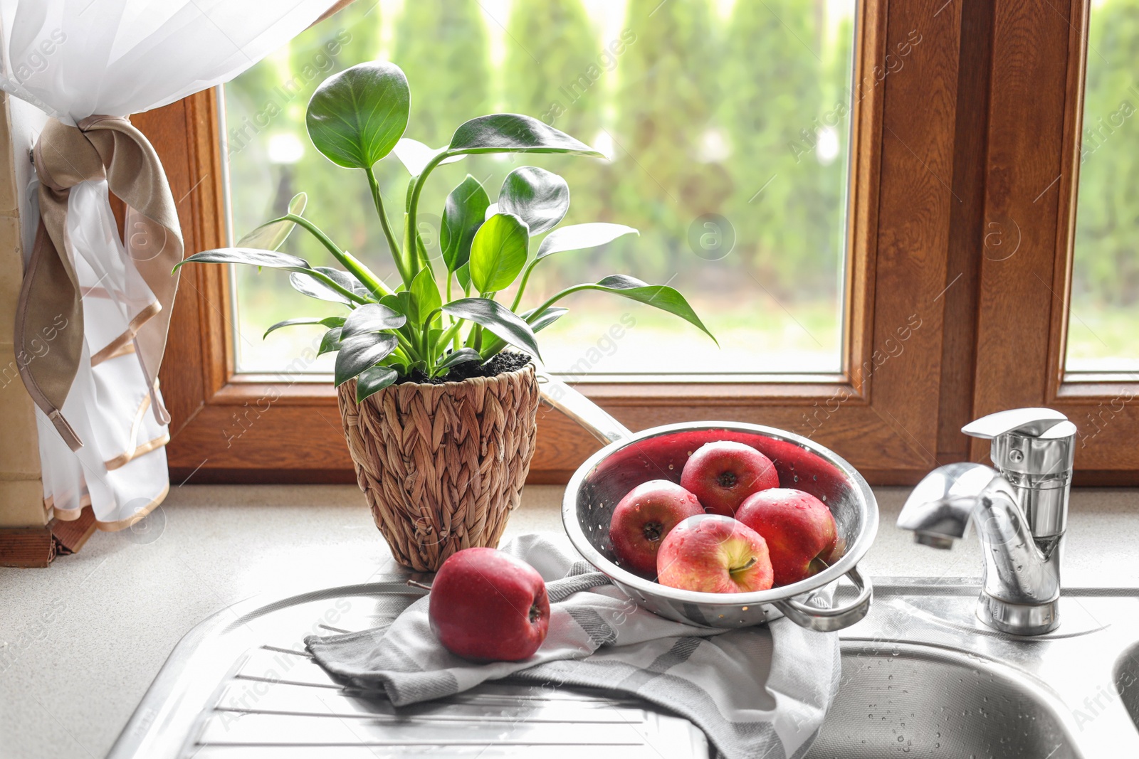 Photo of Beautiful green houseplant and apples near sink in kitchen