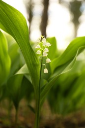 Beautiful lily of the valley flower growing in garden, closeup