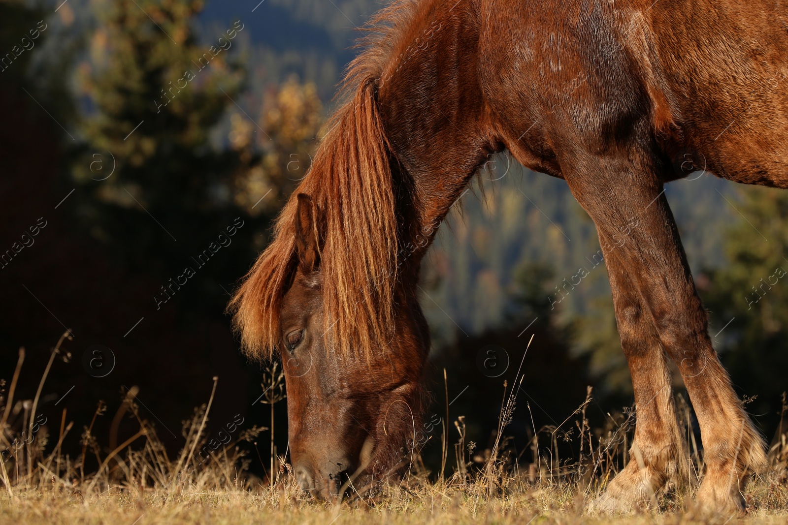 Photo of Horse grazing outdoors on sunny day. Beautiful pet